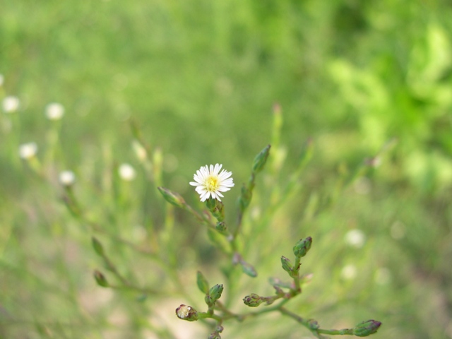 Symphyotrichum squamatum